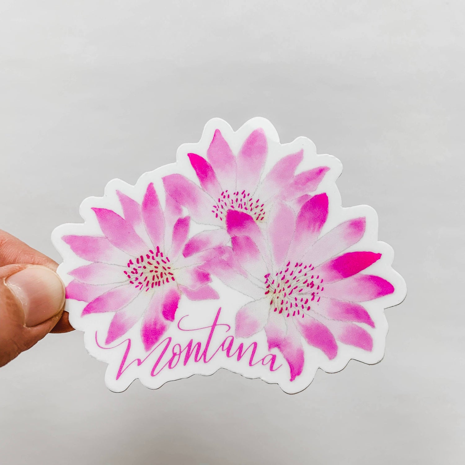 Montana Bitterroot Flower State Sticker