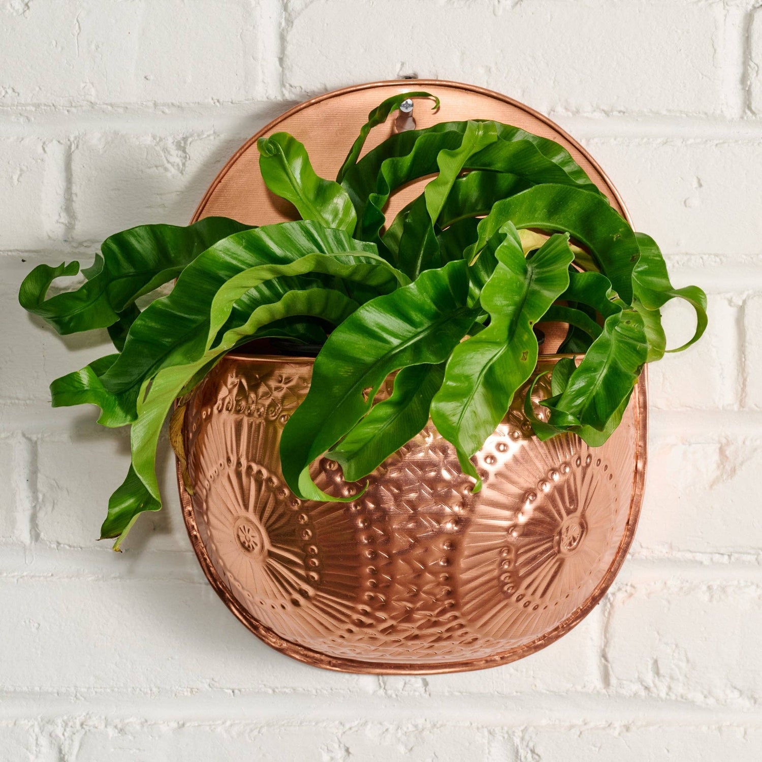 Dekhava Embossed Wall Planter